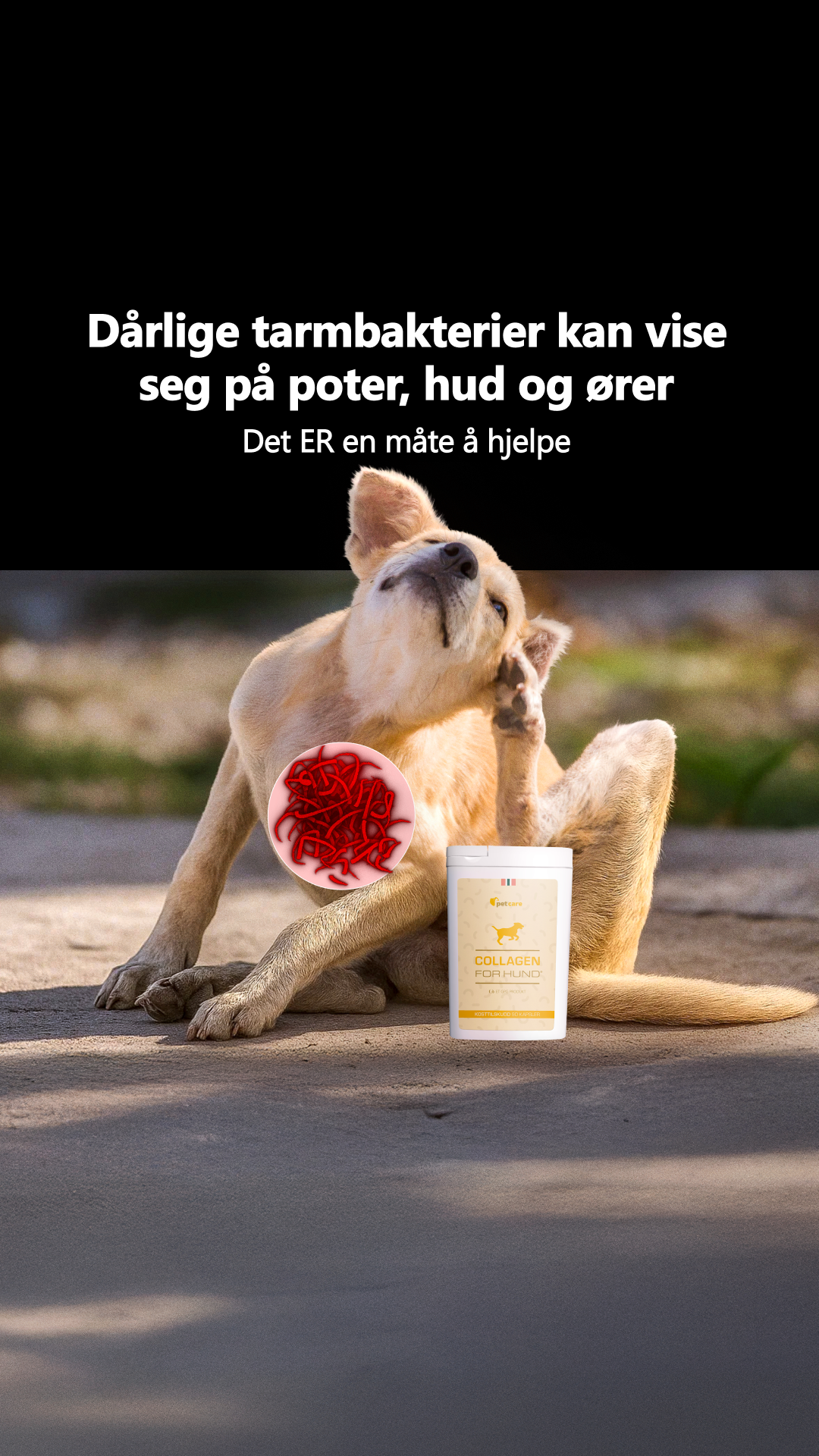 Collagen for hund Facebook ad: Prøv Collagen For Hund gratis!