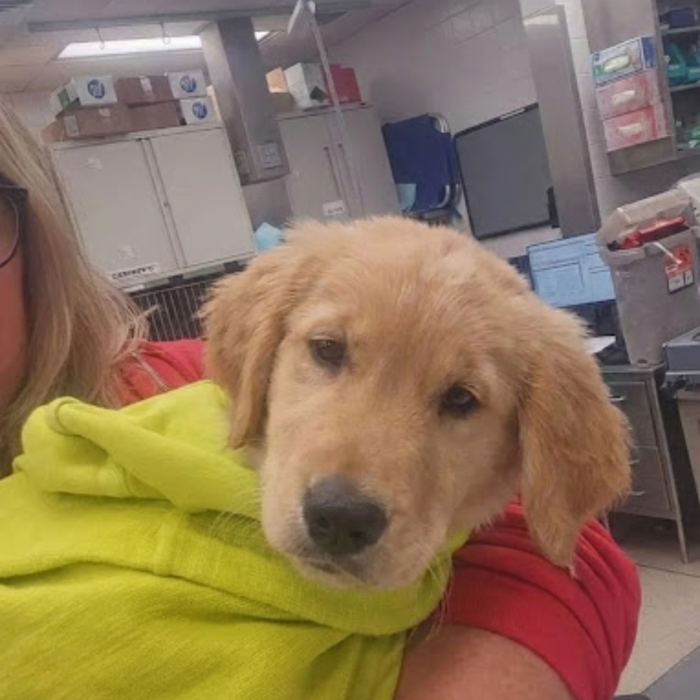 Pet Parent Confessions Facebook ad: Read if Your Dog Hates Nail Trims