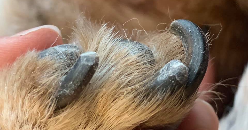 Pampered Paws Mobile Peticures LLC Facebook ad