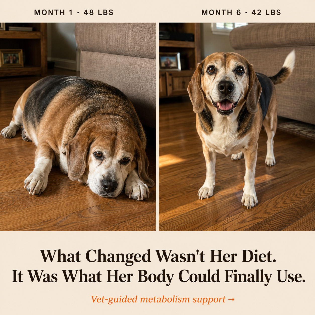 Dog Health & Longevity Facebook ad