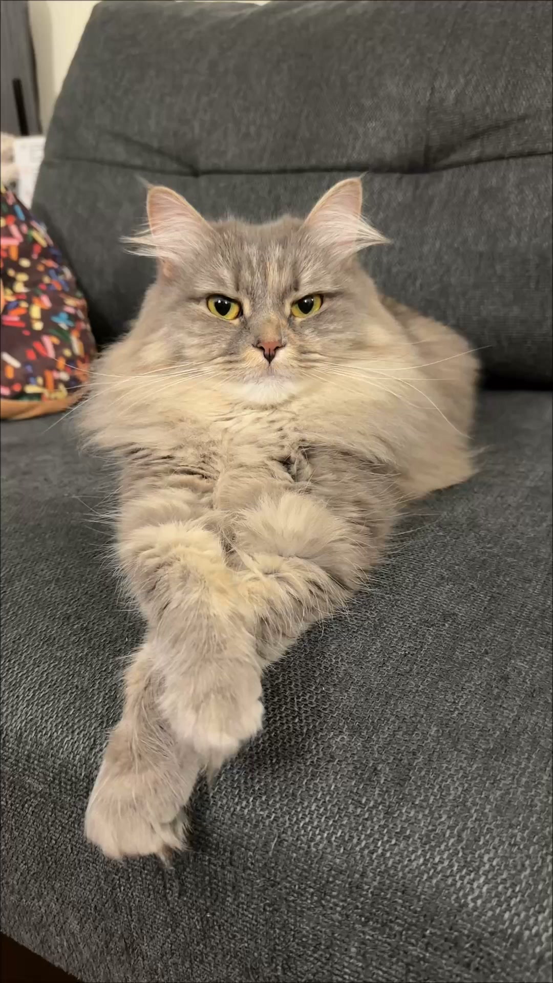 Chewy Facebook ad: A feast fit for a queen