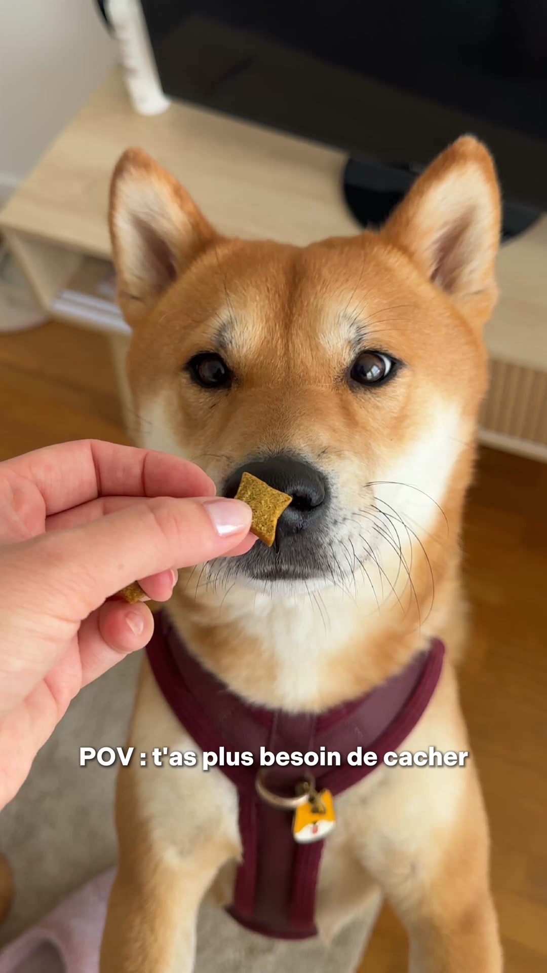 Franklin Pet Food Facebook ad: Recette gourmande: 30% de saumon