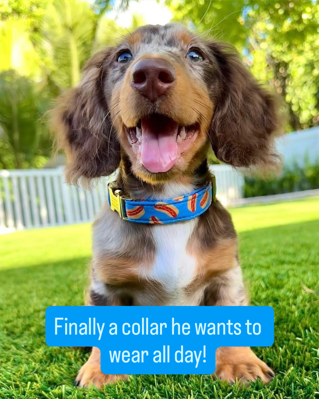 The Foggy Dog Facebook ad