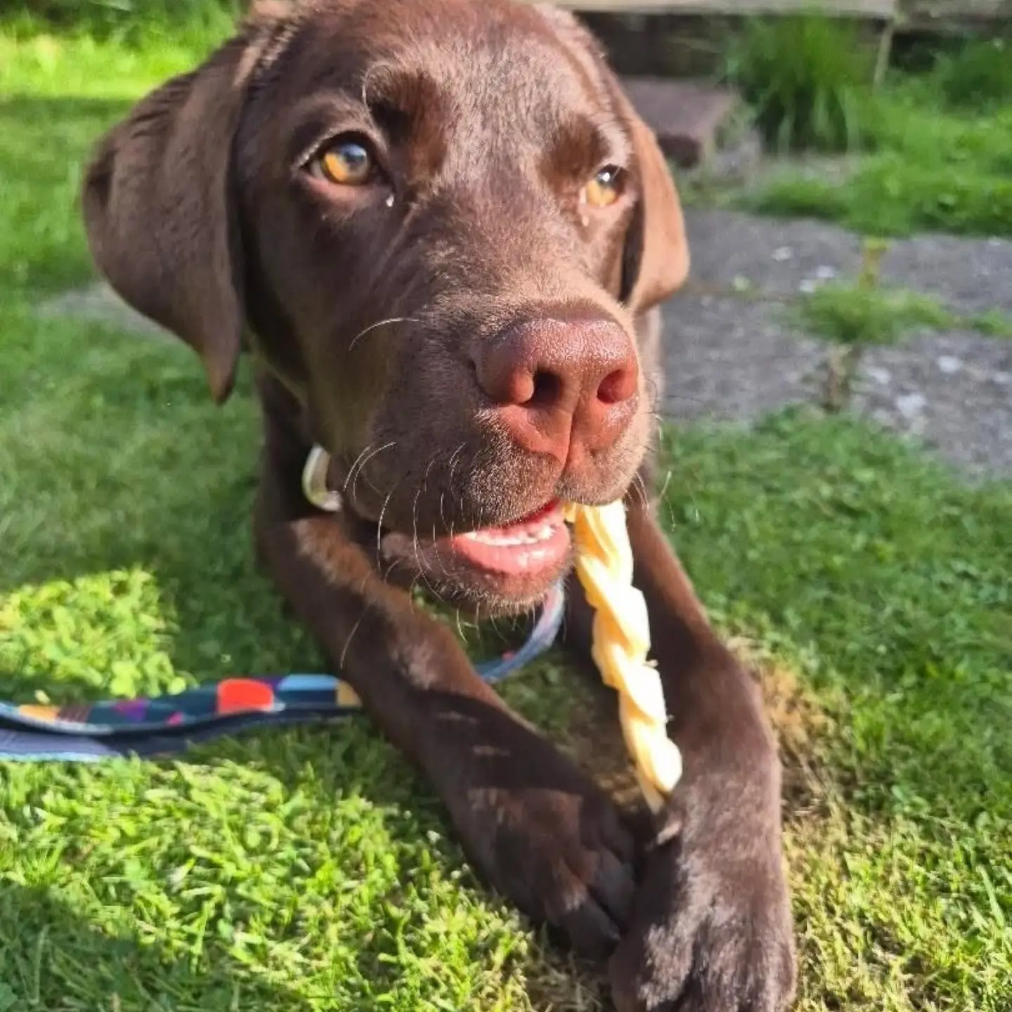 HappyTails Natural Treats Facebook ad: Complete Your Dog's Treat Order Today