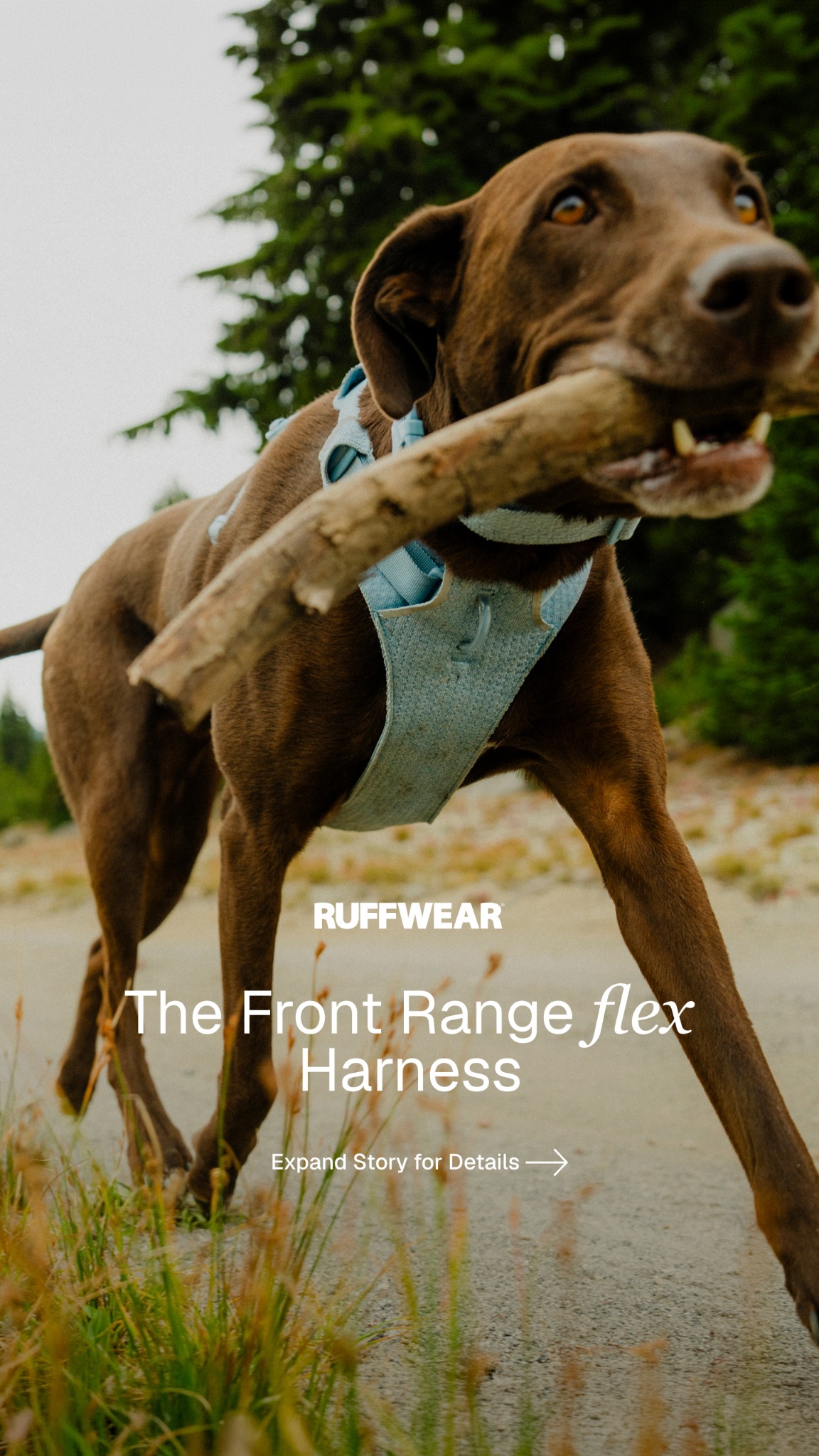 Ruffwear Facebook ad