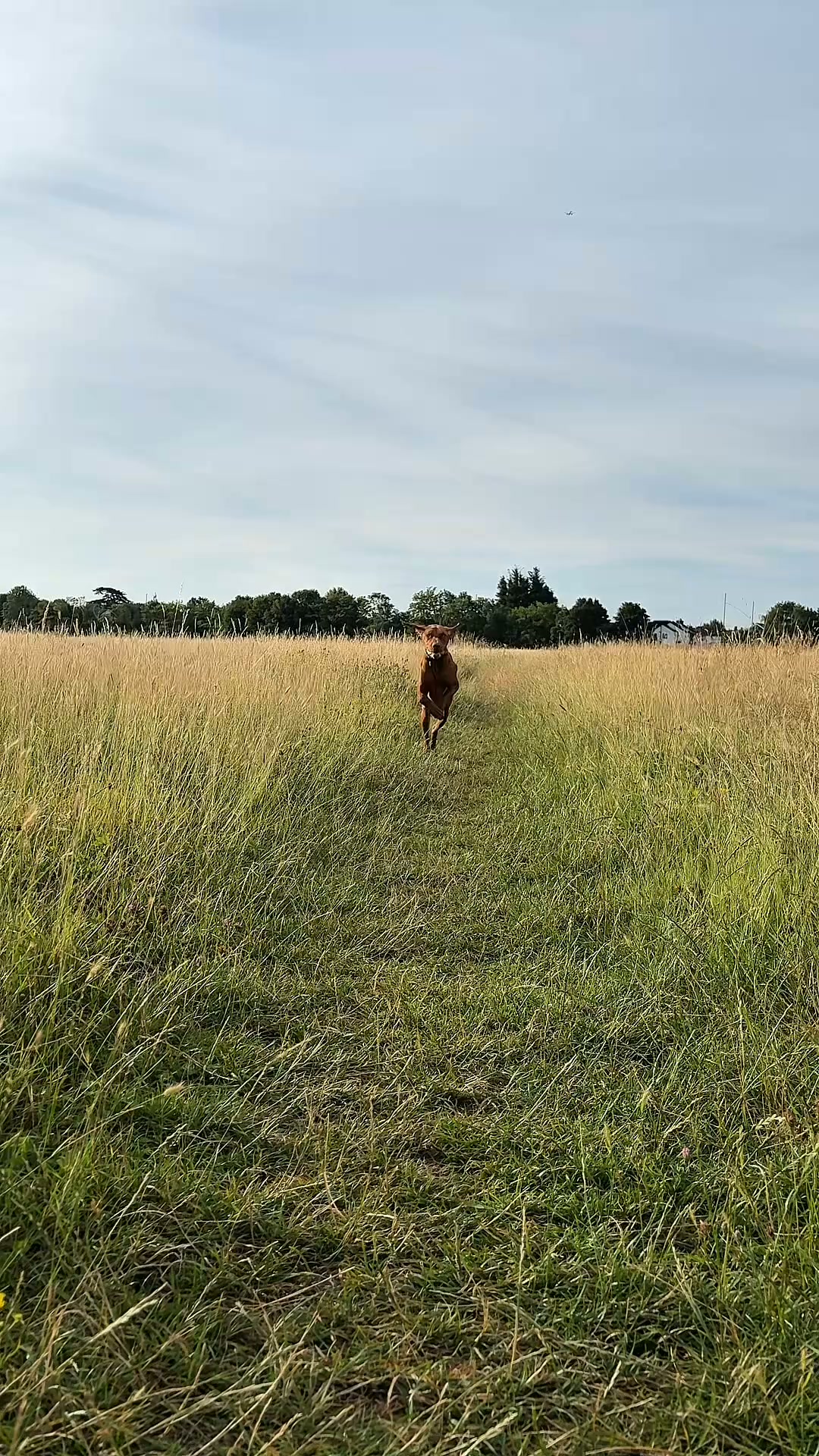 Natural VetCare Facebook ad: Is your dog at full wag?