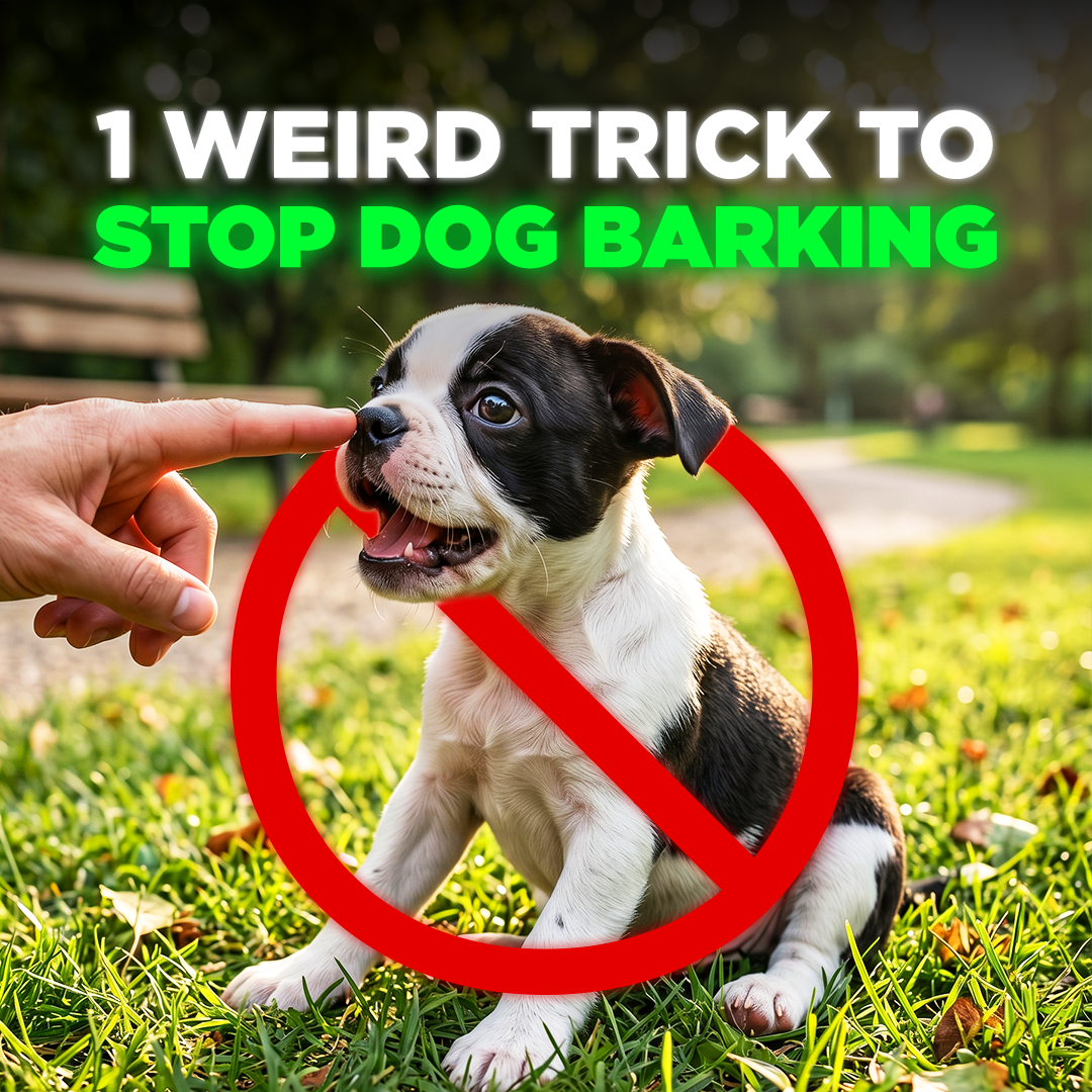 Mike James Dog Training Facebook ad