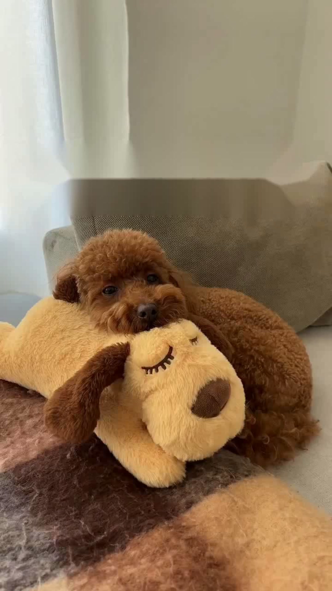 Vovixy Facebook ad: The Ultimate Anti-Anxiety Sleep Buddy