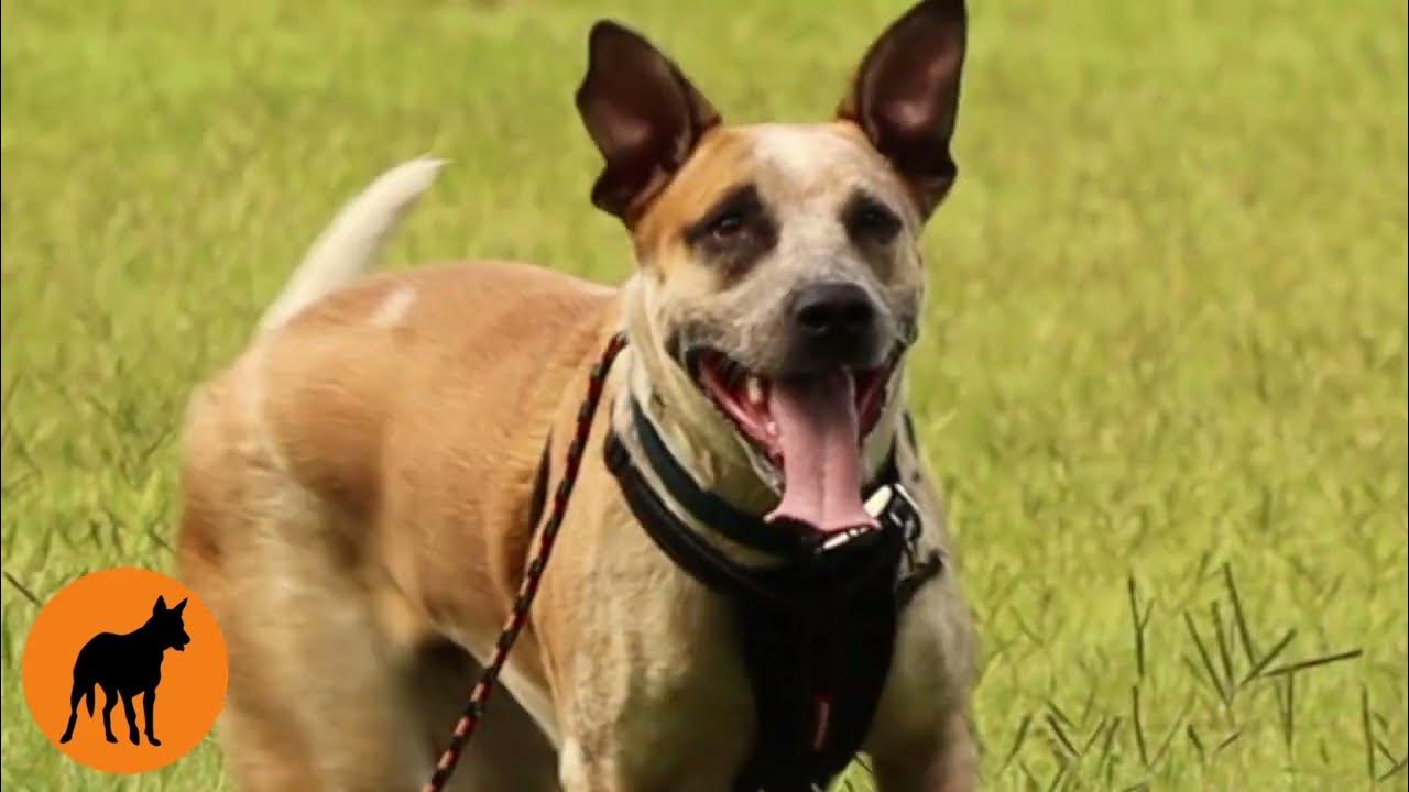 Padfoot Animal Behaviour Facebook ad