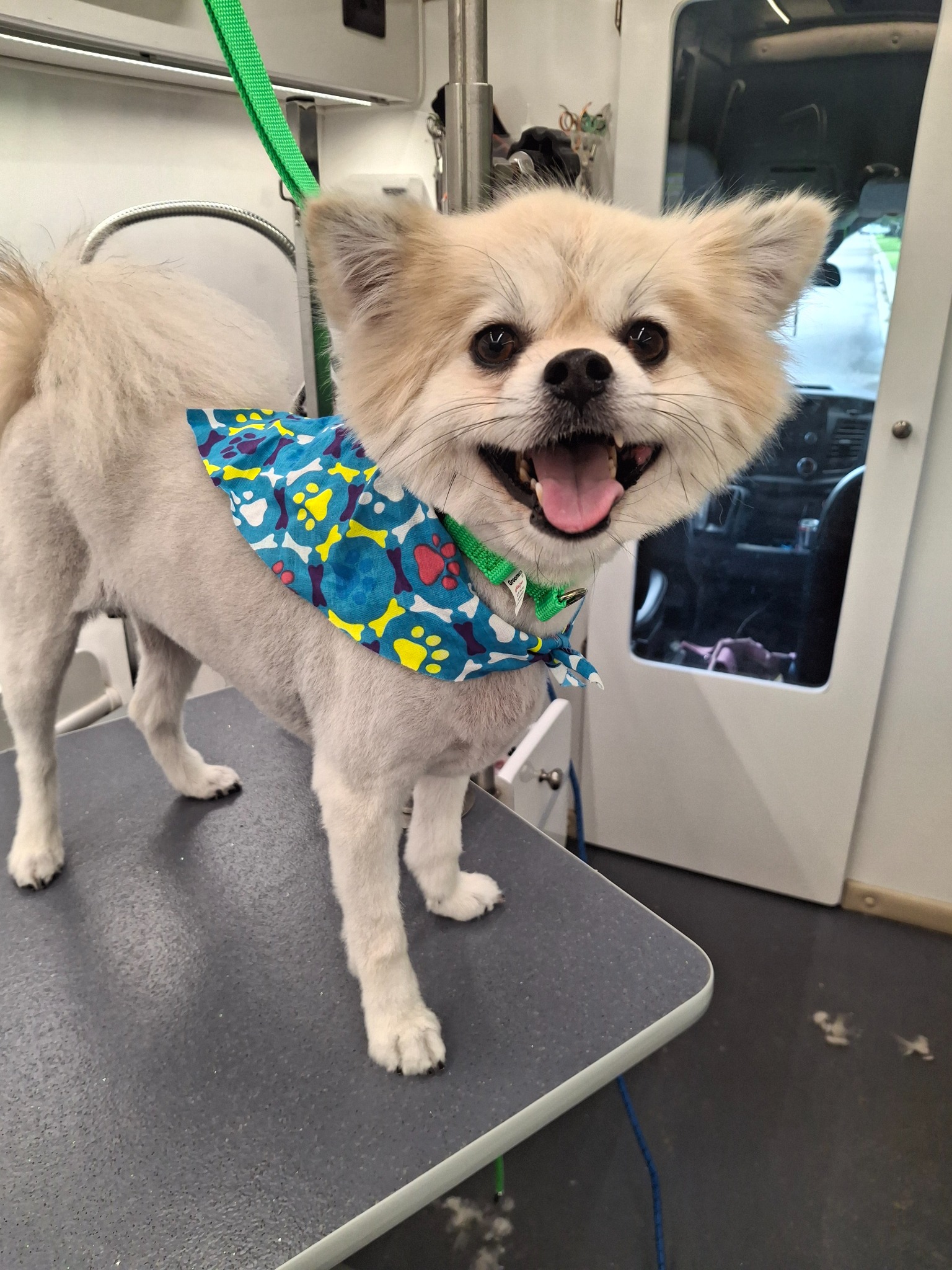 0nthegeauxgrooming Facebook ad: dog grooming that comes to you