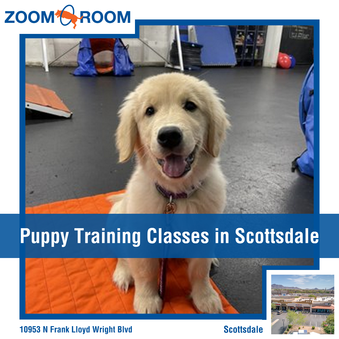 Zoom Room Dog Training Facebook ad