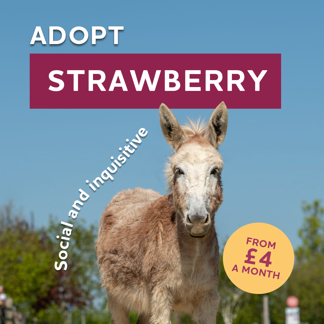 The Donkey Sanctuary Facebook ad