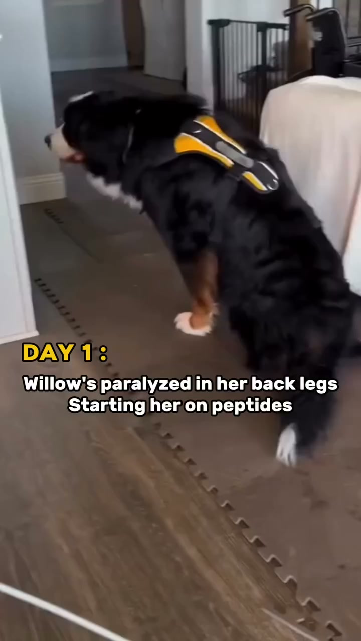 Lauren Hayes Facebook ad: The Peptide Compound Dog Owners Can't Stop Talking About