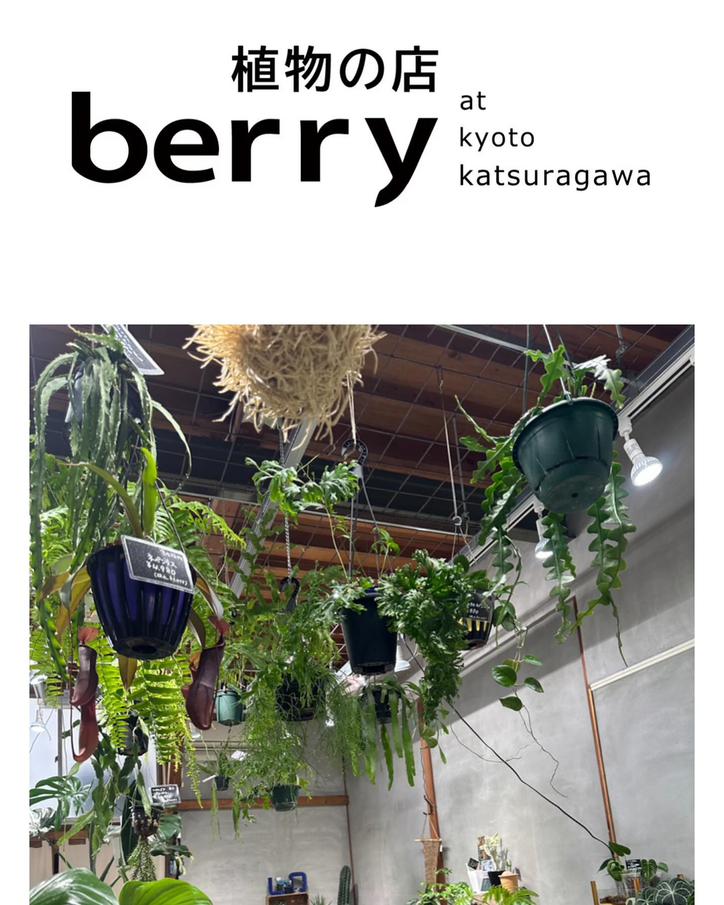berry_kyoto_ Facebook ad: 植物の店ベリーです。大変お待たせ致しました