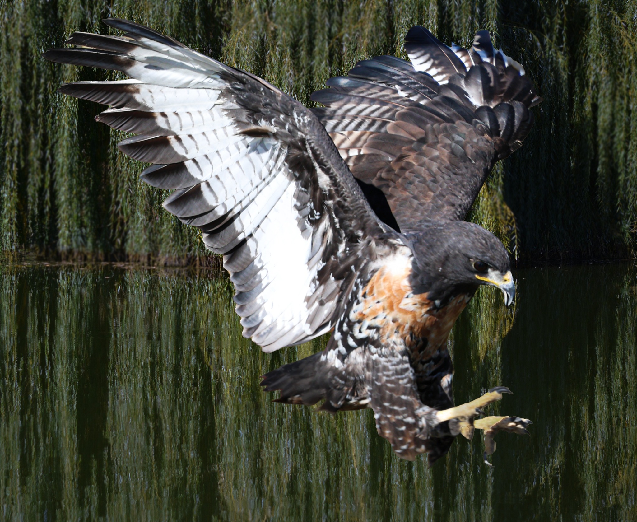SvW Wildlife & Landscape Photography Facebook ad: A MOMENT I NEVER SAW COMING… AND ONE…