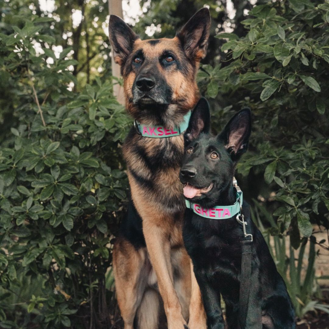 Tactipup Facebook ad