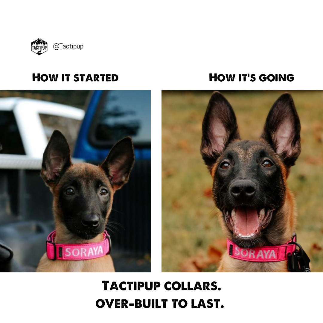 Tactipup Facebook ad
