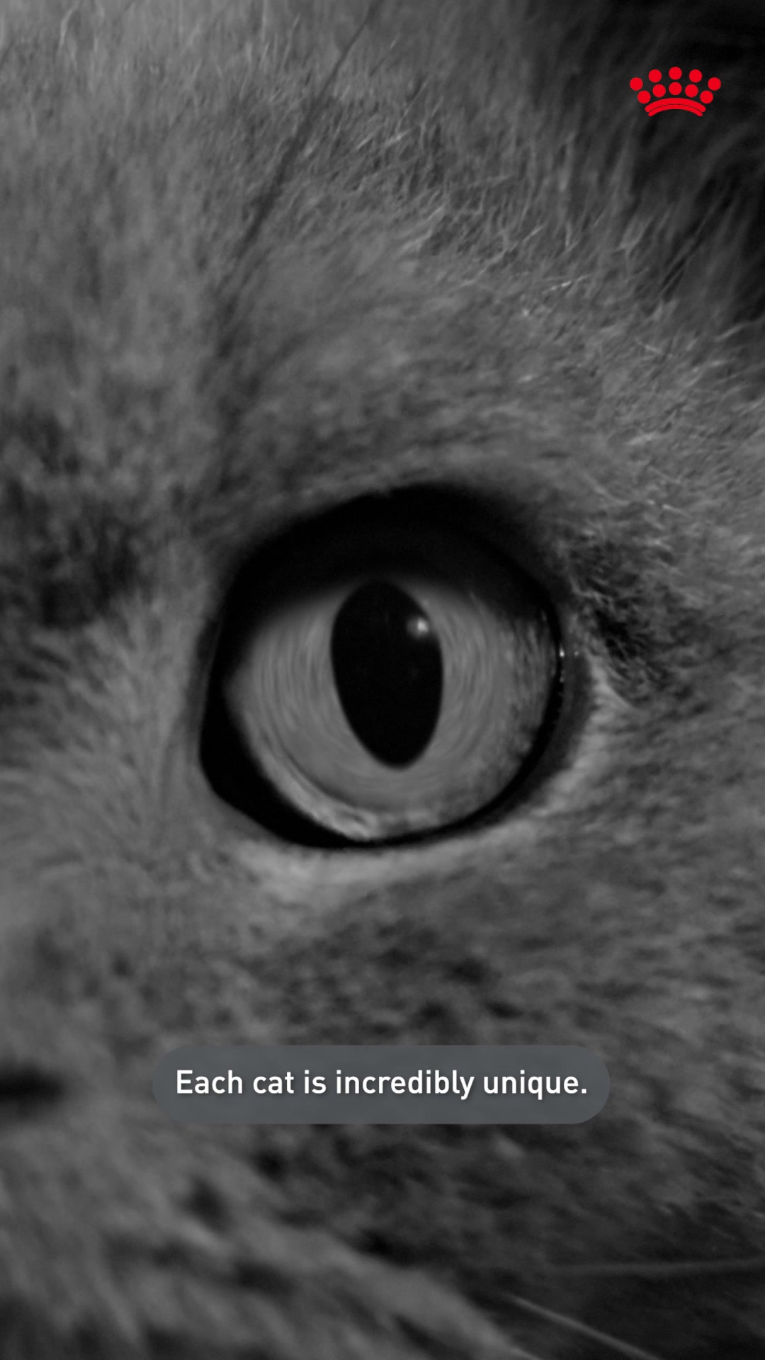 Royal Canin Facebook ad: Feed your cat's unique needs with Royal Canin…