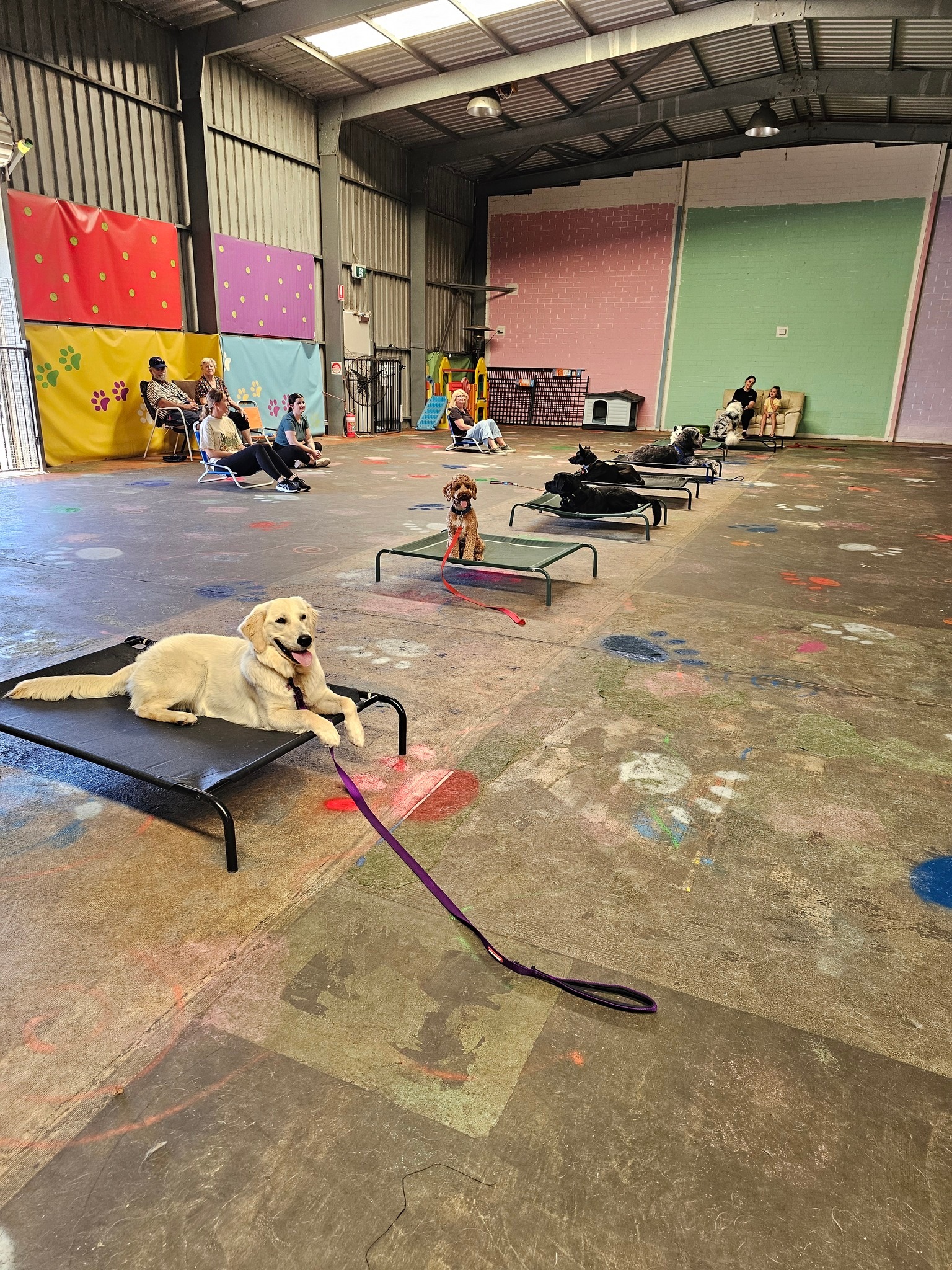 Progressive Canine Training Facebook ad