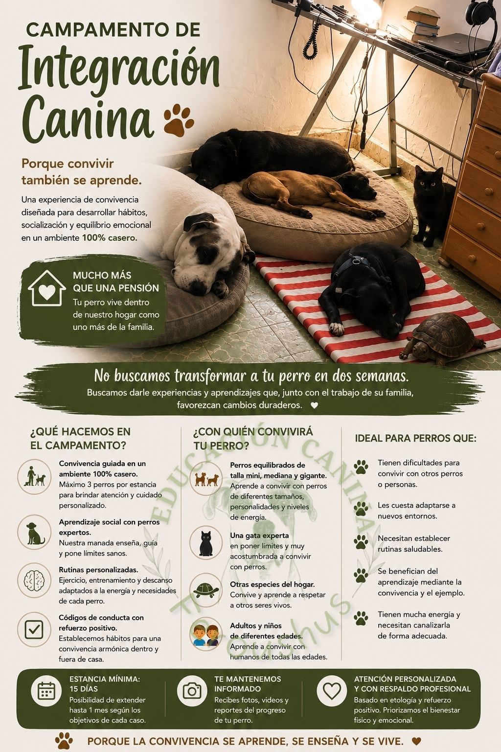 Feroushus Facebook ad: ¿Buscas una estancia donde tu perro pueda aprender?