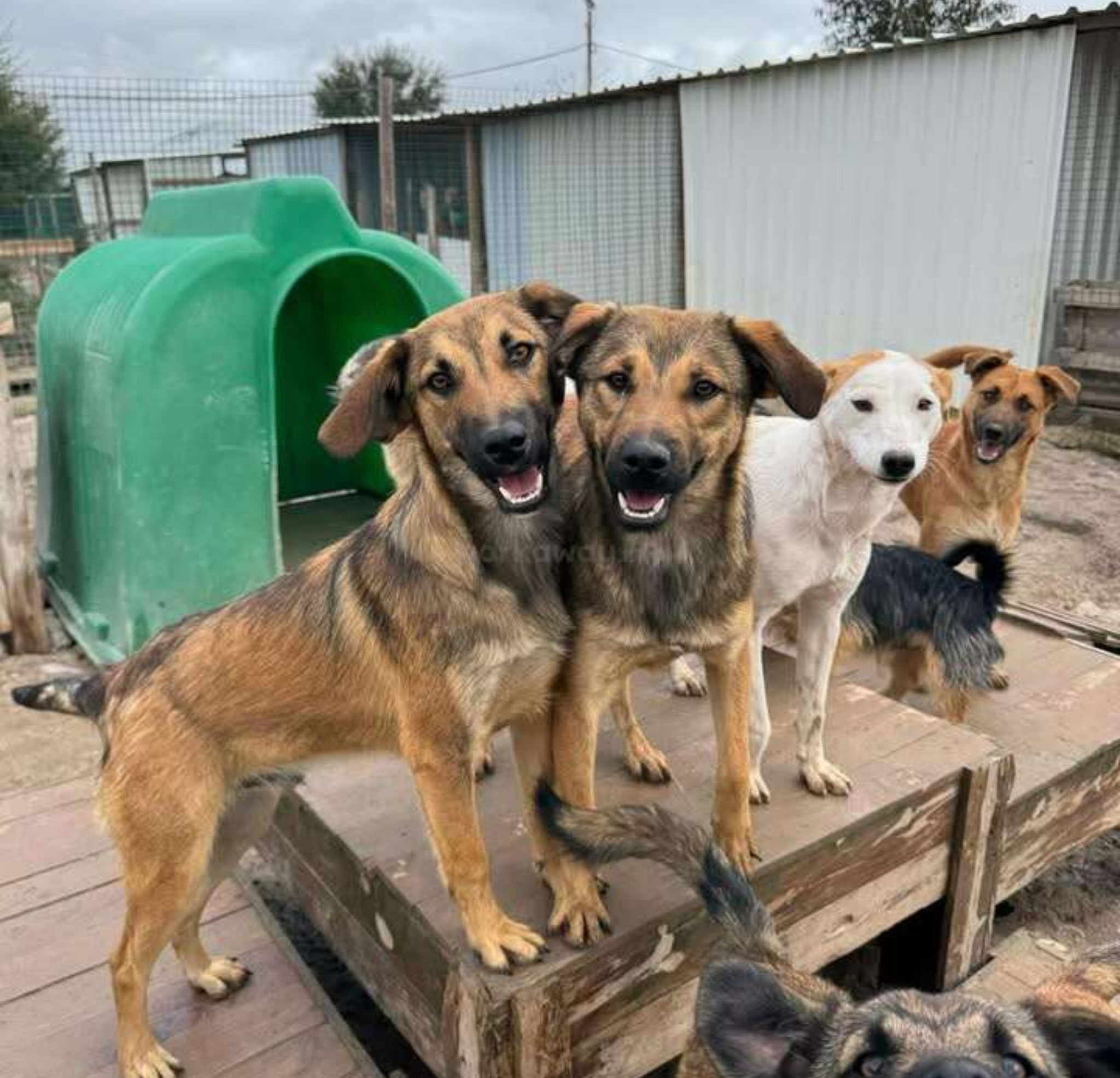 Shelter Pet Support Foundation Facebook ad
