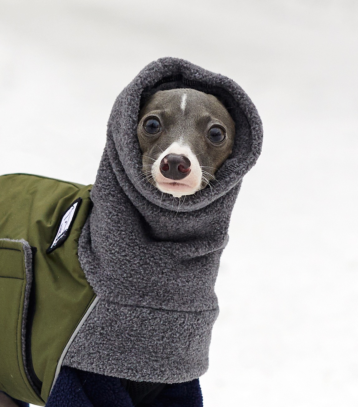 Voyagers K9 Apparel Facebook ad