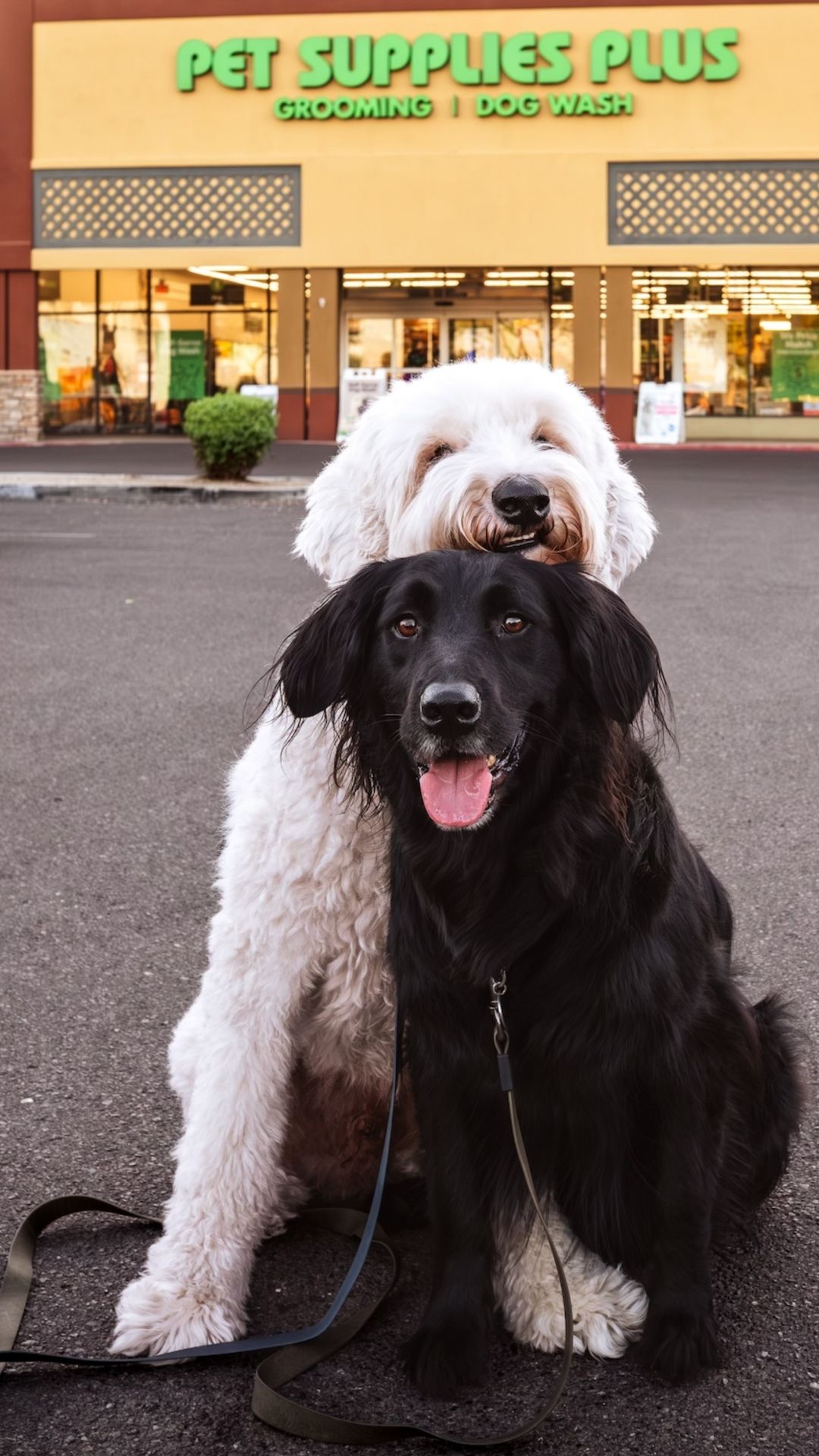 Pet Supplies Plus Facebook ad