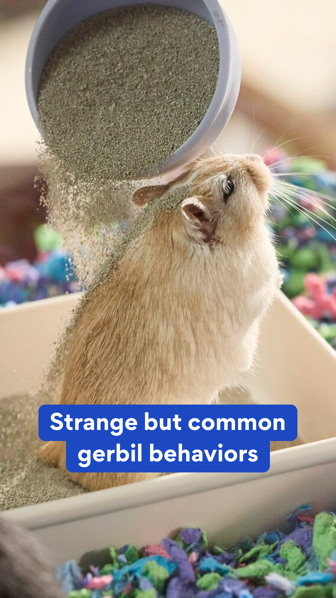 Chewy Facebook ad