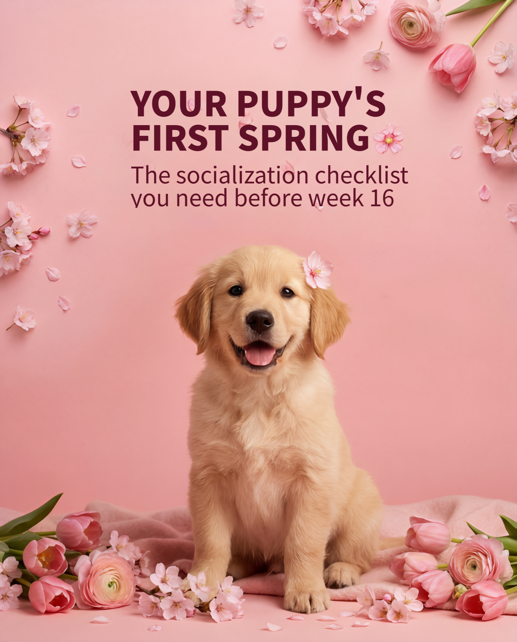 Paaawow Facebook ad: Want to train your dog smarter (not harder)?