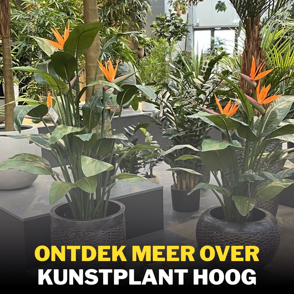 But Bargain Facebook ad: Ontdek meer over Kunstplant Hoog