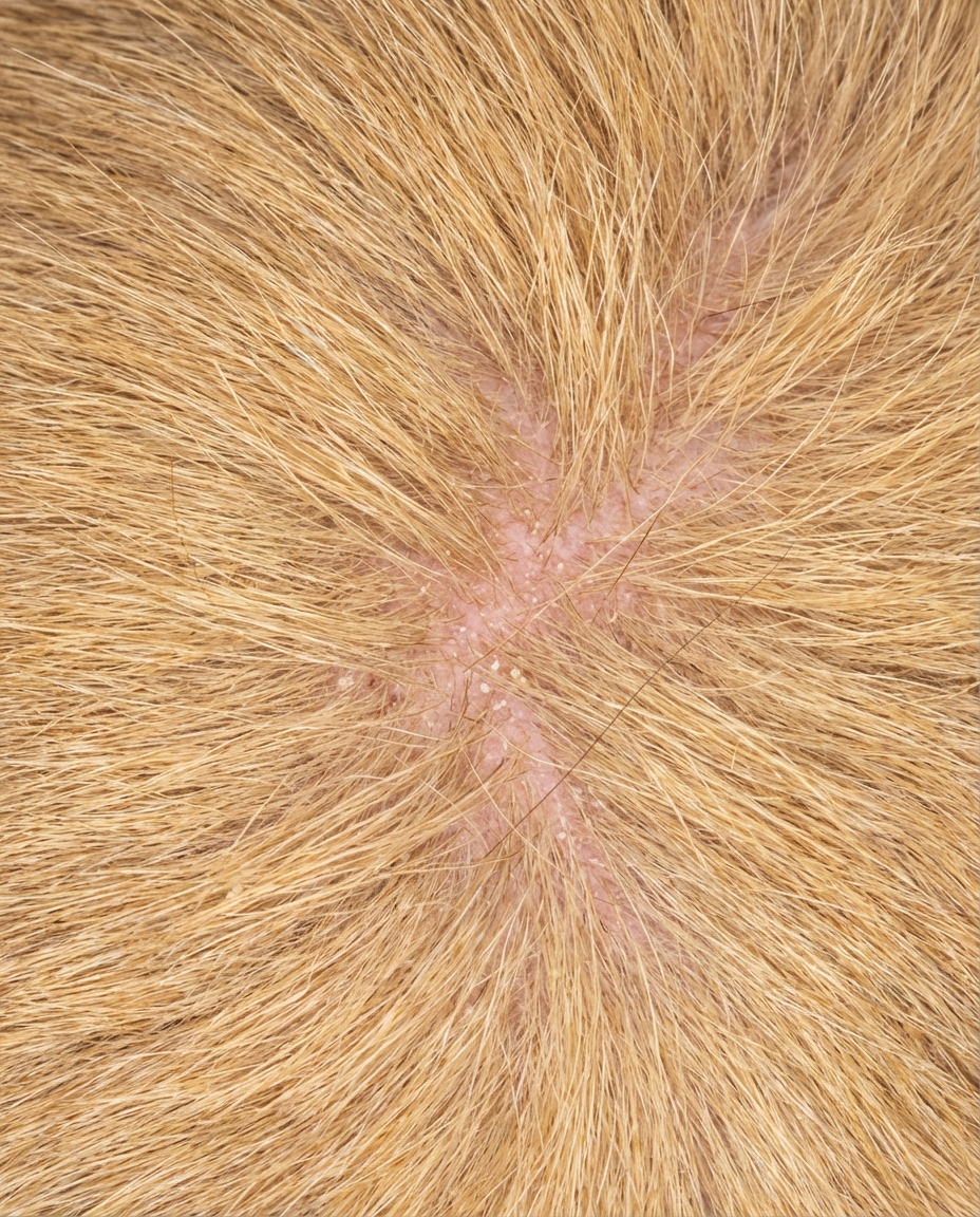 Vet Health Insider Facebook ad