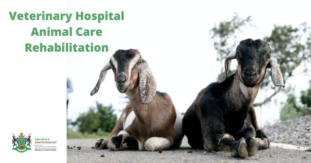 Delareyville State Vet Facebook ad: Moretele State