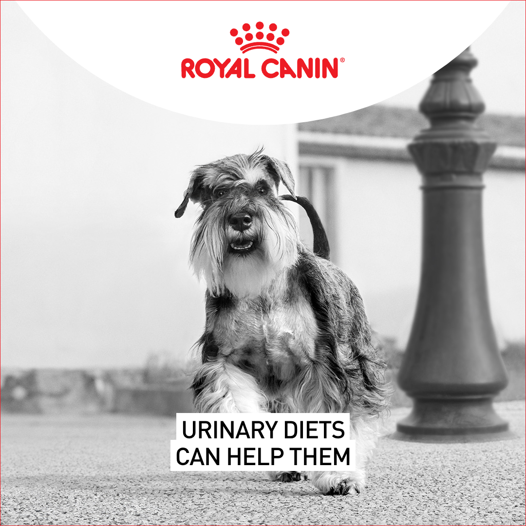 Royal Canin Facebook ad