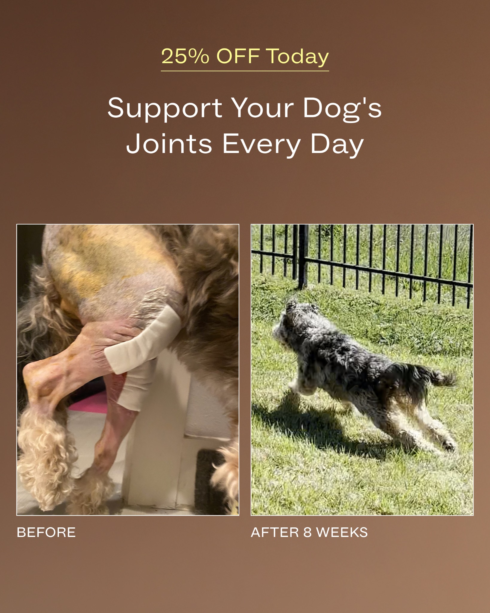 Dog is Human Facebook ad