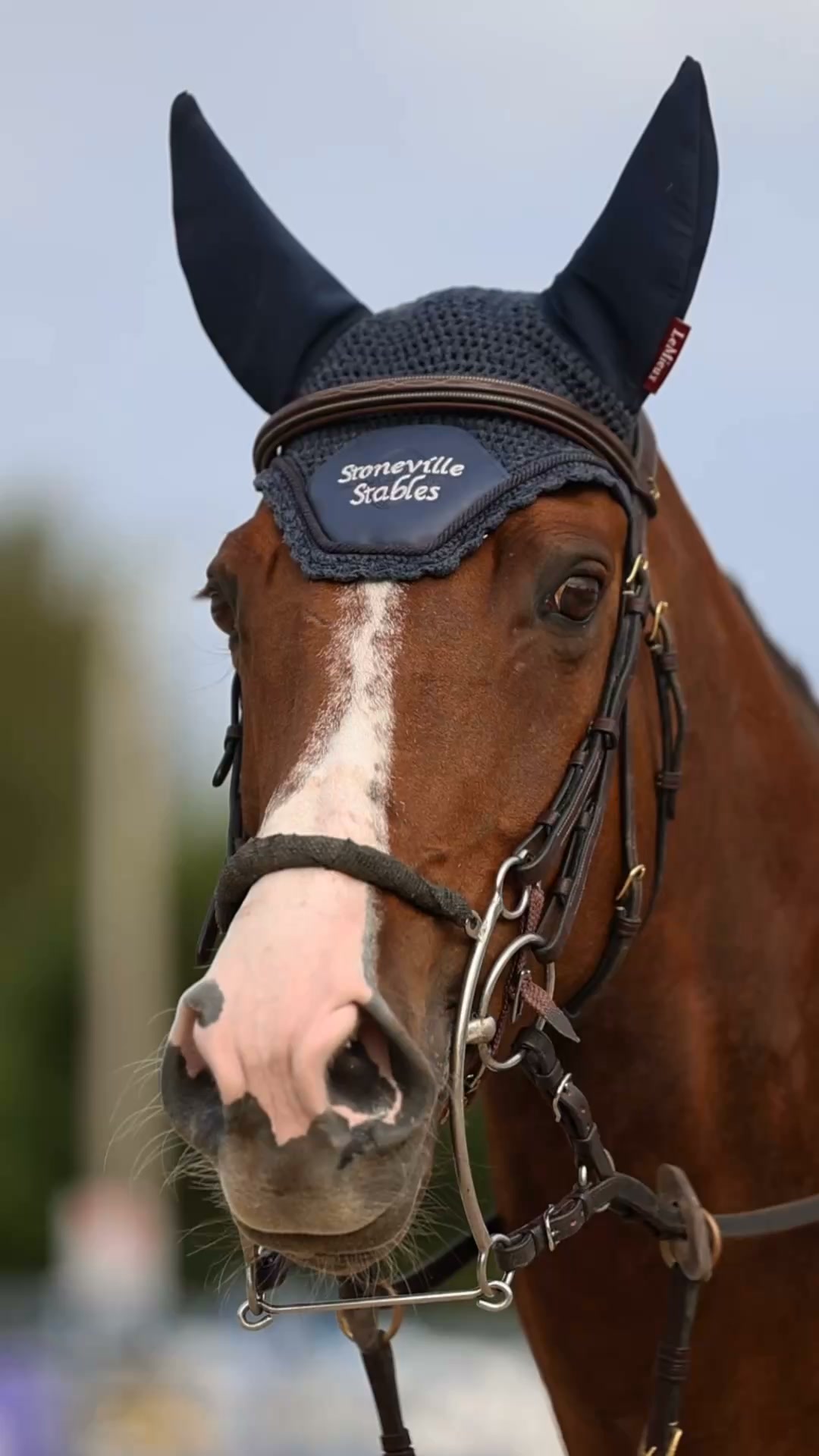 GAIN Equine Nutrition Facebook ad: The GAIN Alltech Autumn Grand Prix is officially underway!