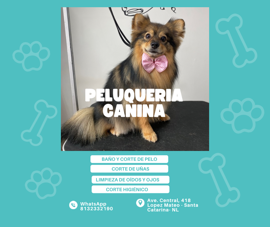 Perritos House Facebook ad: Transforma a tu peludo en minutos