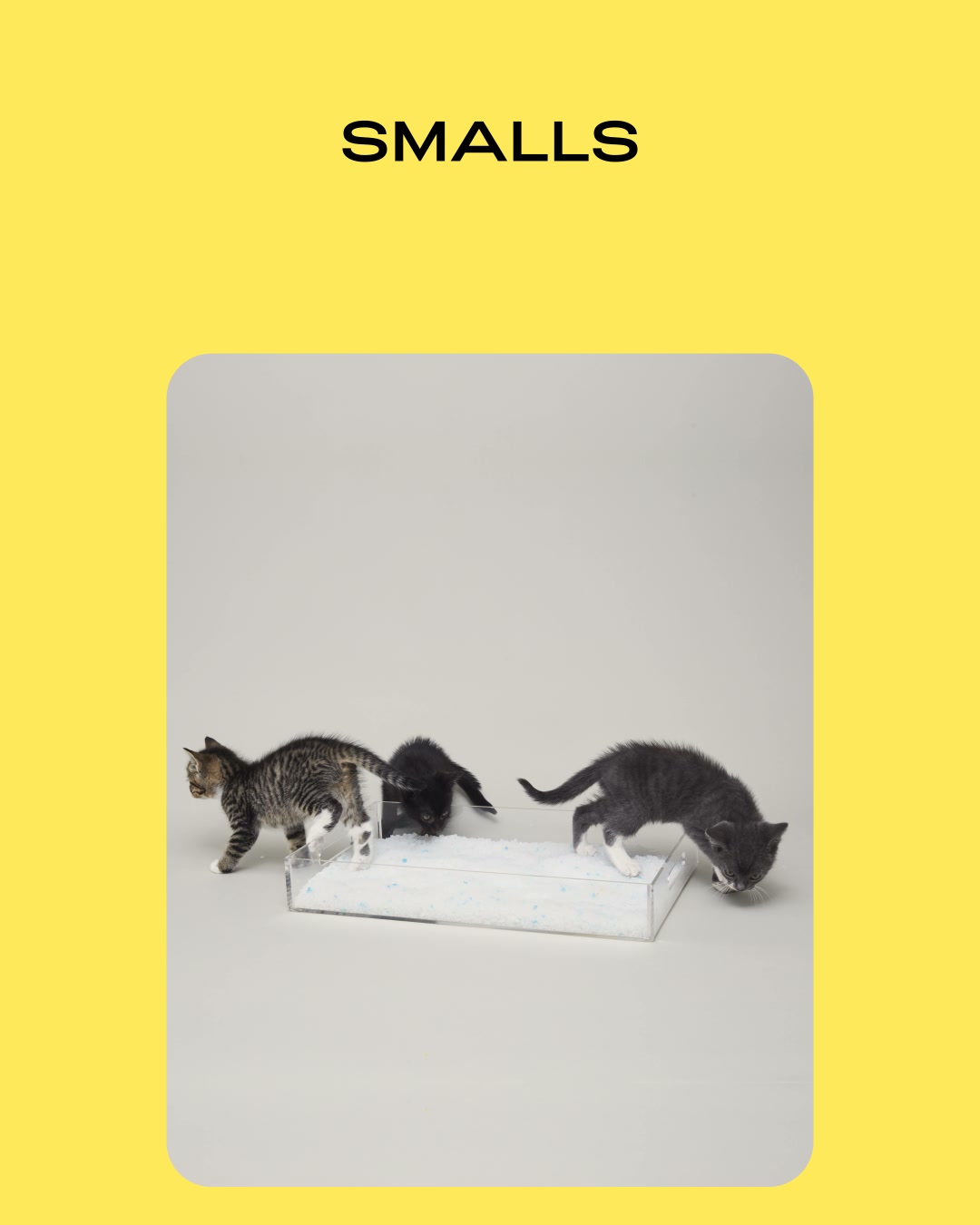 Smalls Facebook ad: Human-Grade Fresh Cat Food