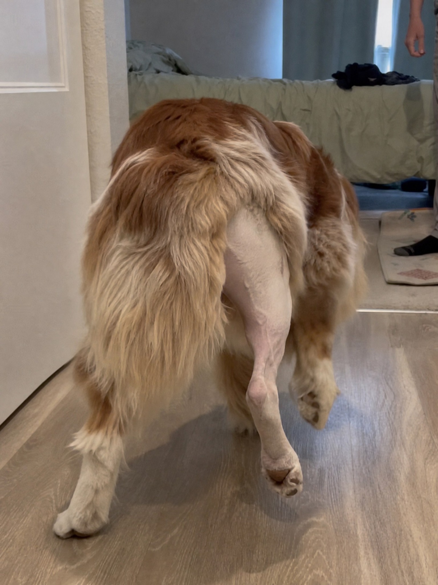 Carol Bennett Facebook ad: Why Your Dog’s TPLO Isn’t Healing.