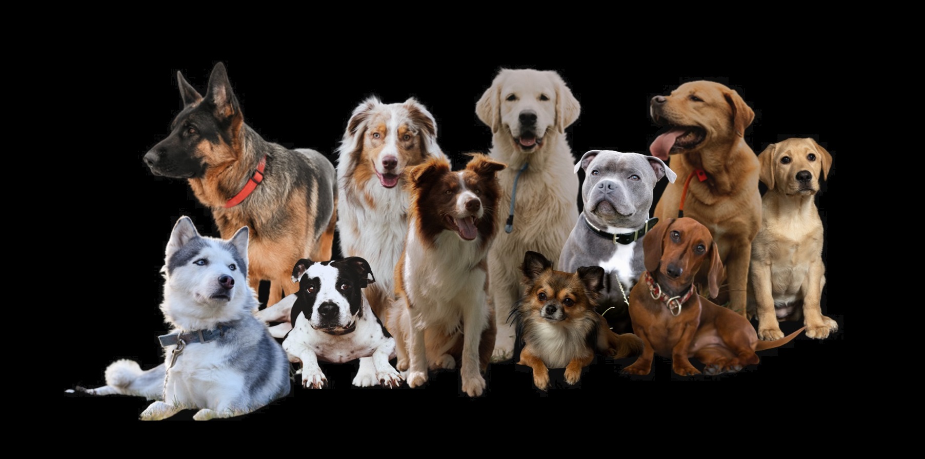 Dog's Alpha Concept Facebook ad: Educateur canin secteur Saint-Dié, Epinal, Lunéville…