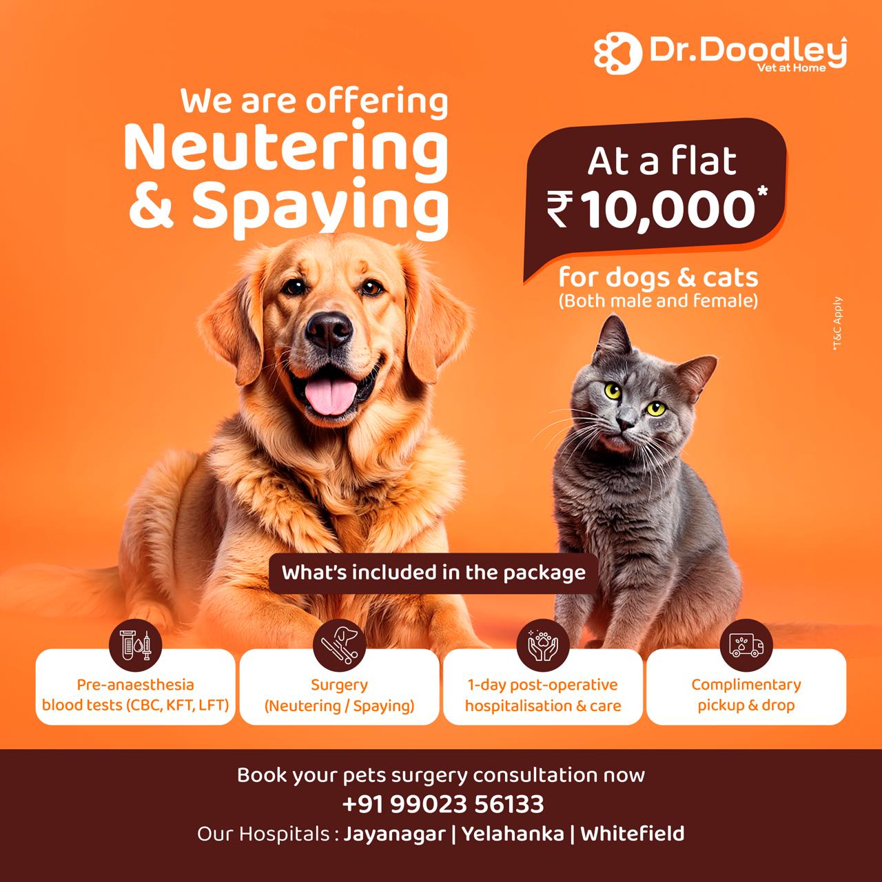 Doodley Pets Facebook ad from Feb 26, 2026