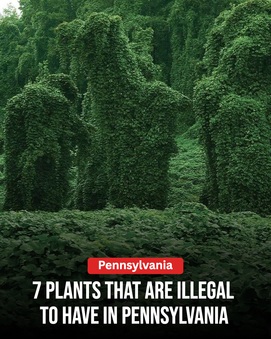 Pennsylvania Gardener Facebook ad: These Plants Are Illegal To Have In Pennsylvania