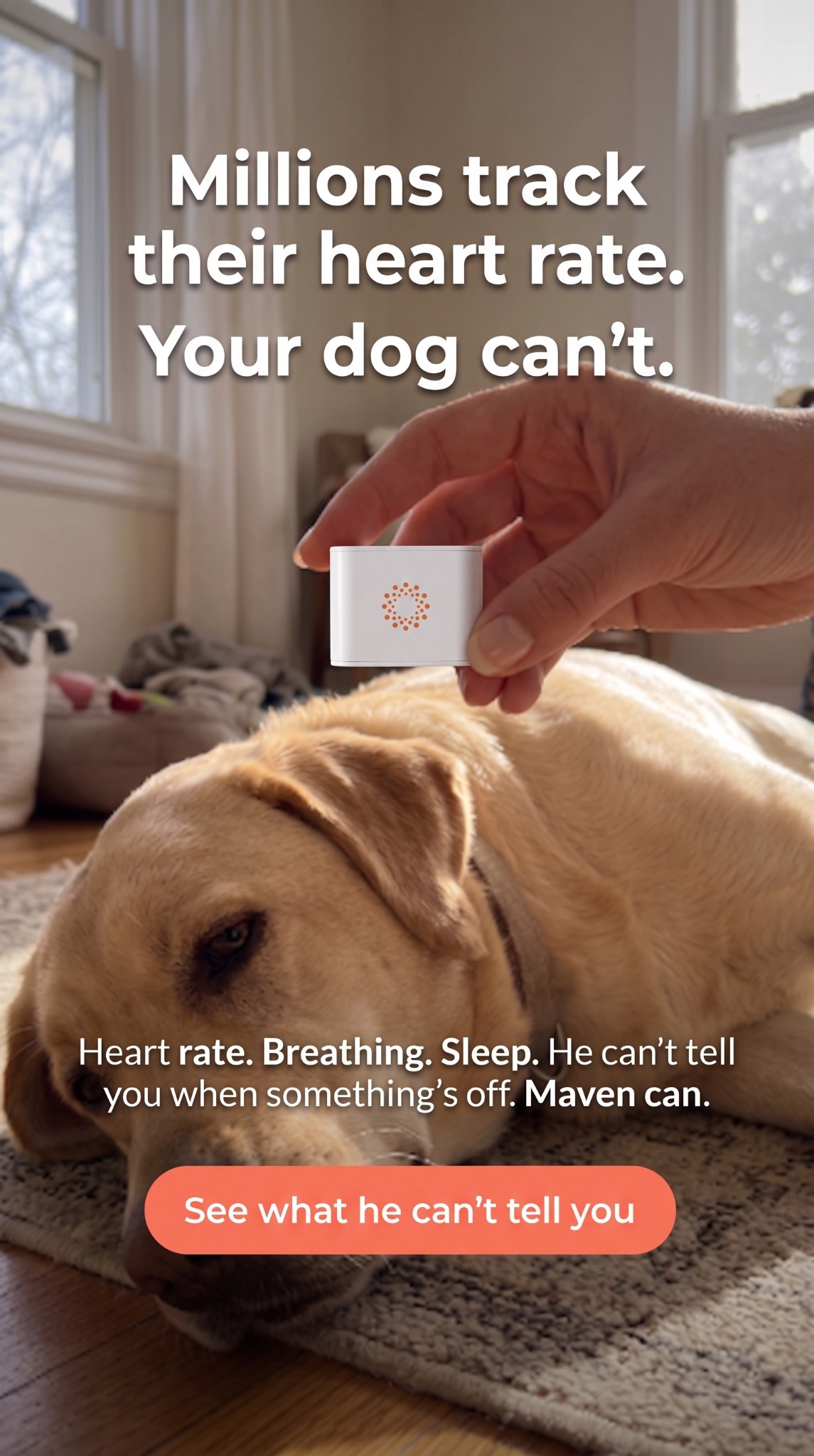 Maven Pet Facebook ad