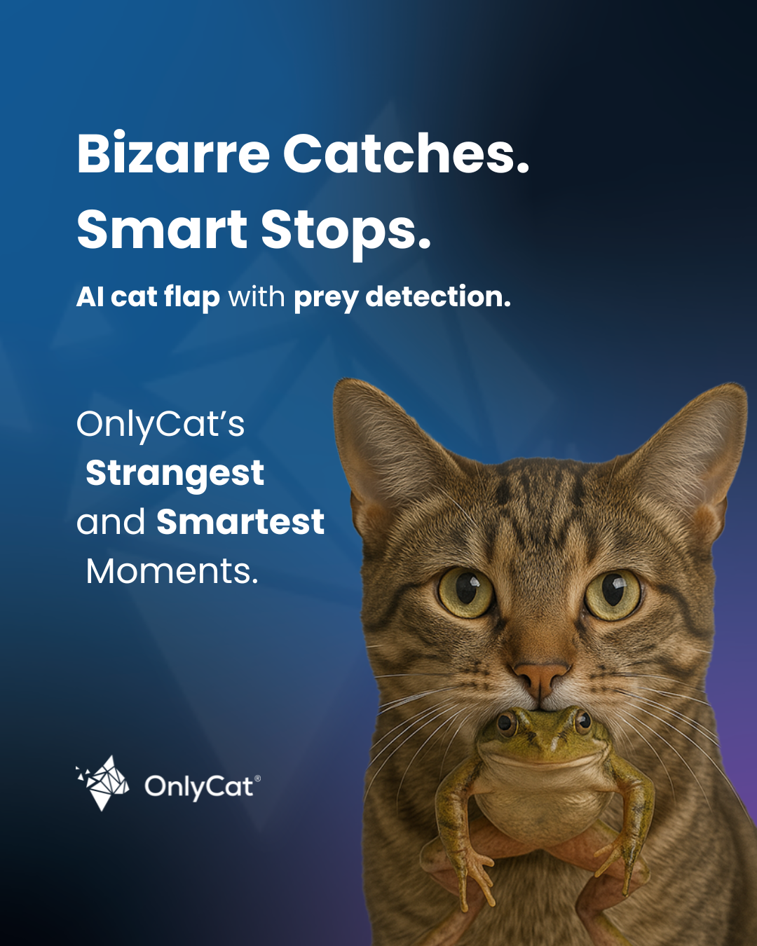 OnlyCat Facebook ad: You never know what your cat might drag…