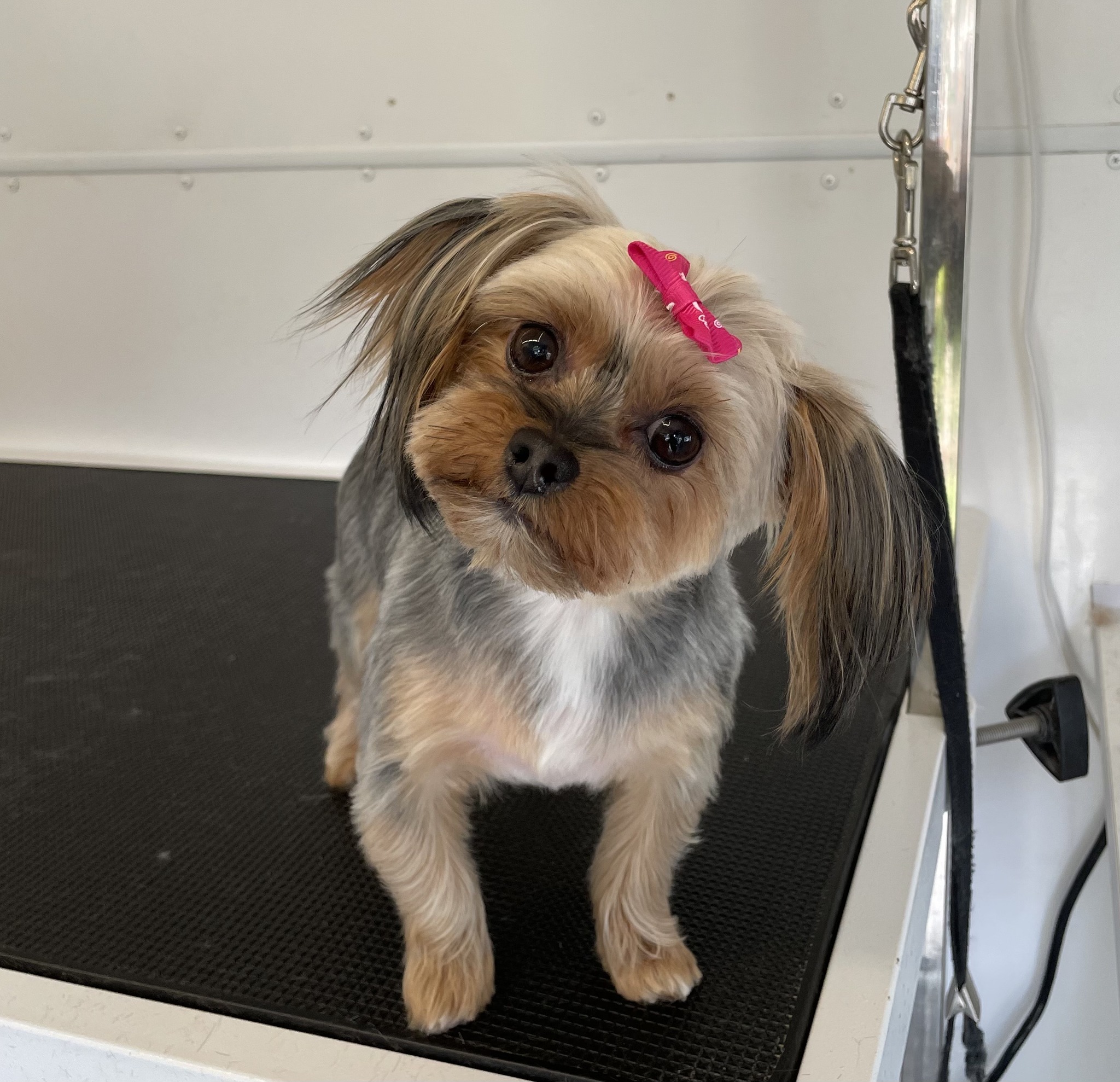 Forest & Fur Mobile Grooming Facebook ad: Online Booking 24/7