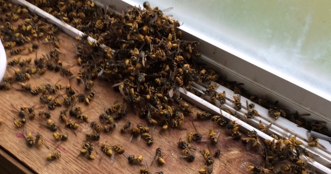 Twin Ports Pest & Lawn Management Facebook ad