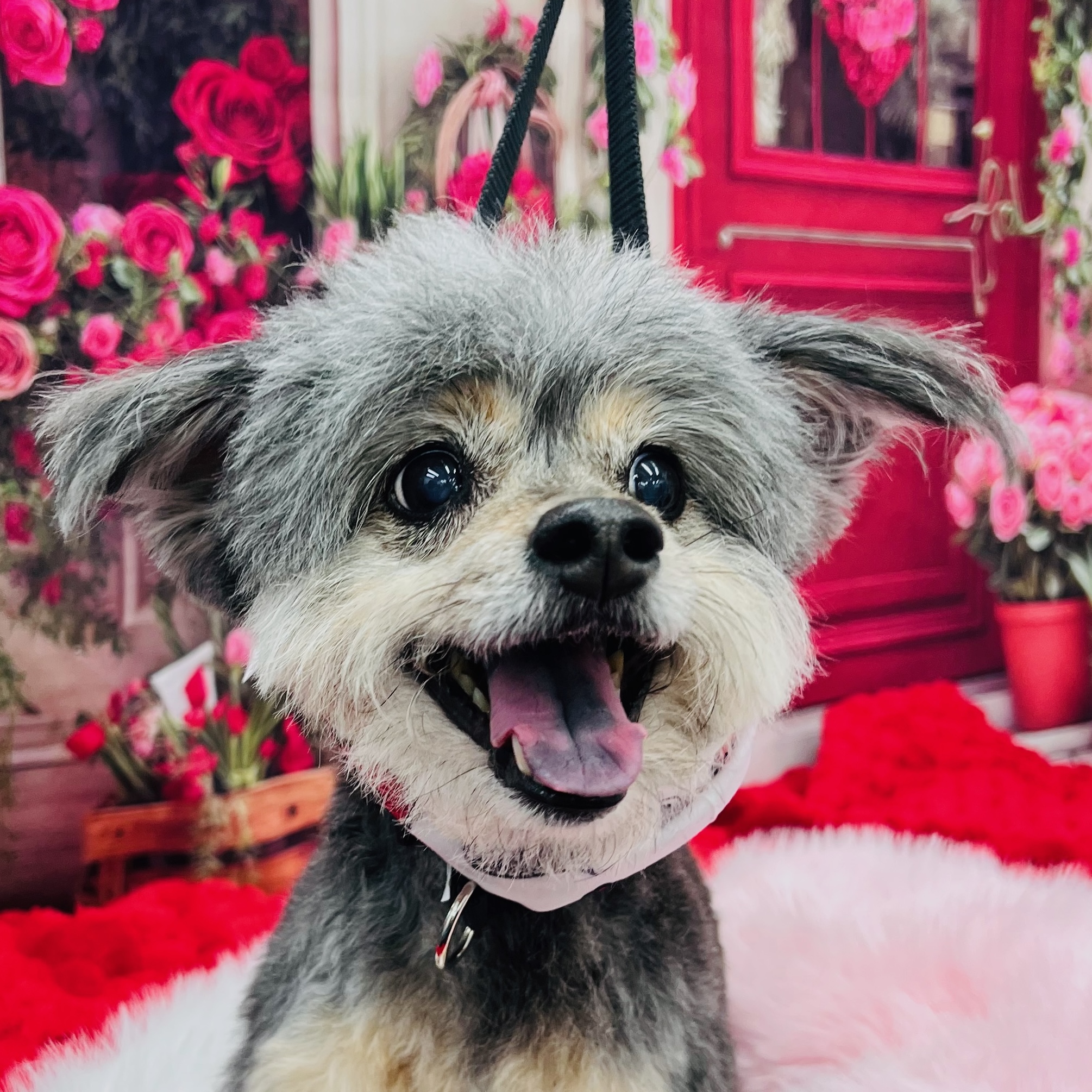 Diva Doggies Facebook ad