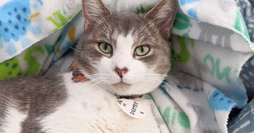 Catnip Cat Cafe Facebook ad: Catnip Cat Cafe is a place to grab…