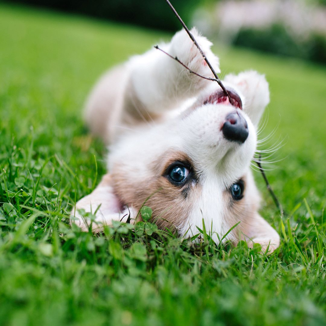 Golf Green Lawn Care & Landscaping Facebook ad