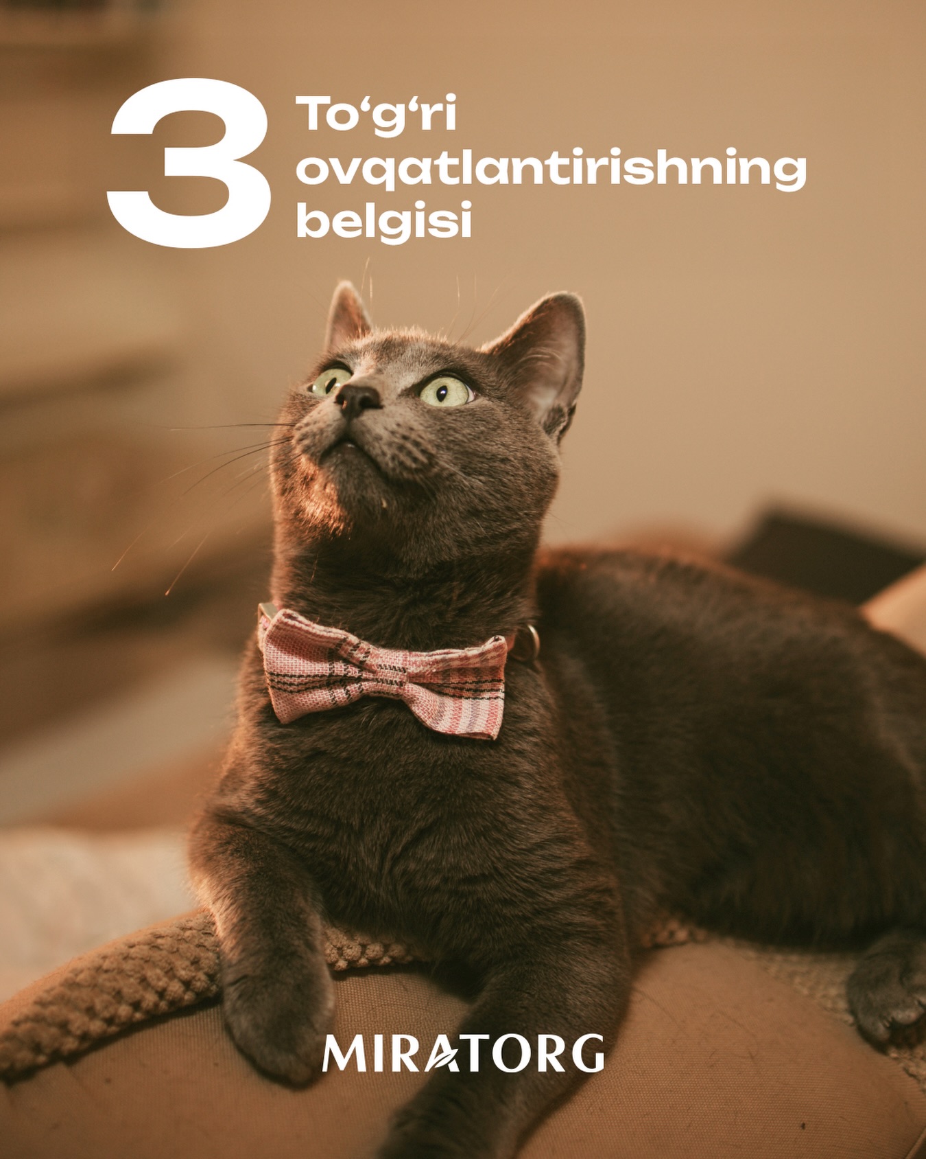Miratorg Uzbekistan Facebook ad: Miratorg Pet Food (@miratorg_pet_food.uz) • Instagram…