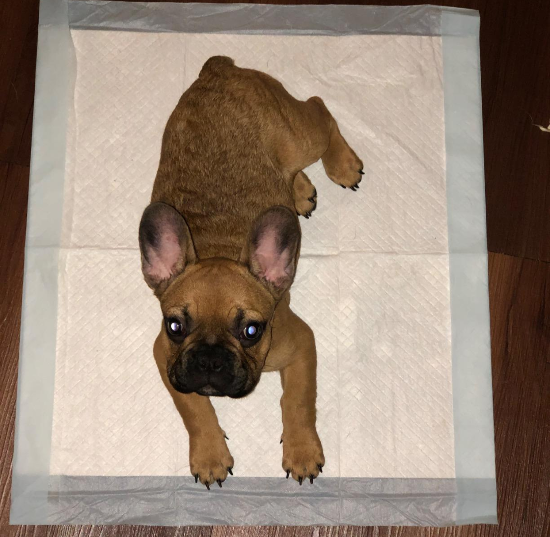 The Calm Pet Facebook ad